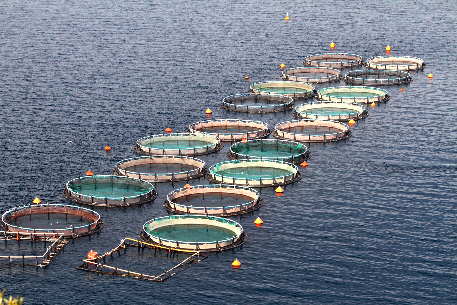Aquaculture Fish farming