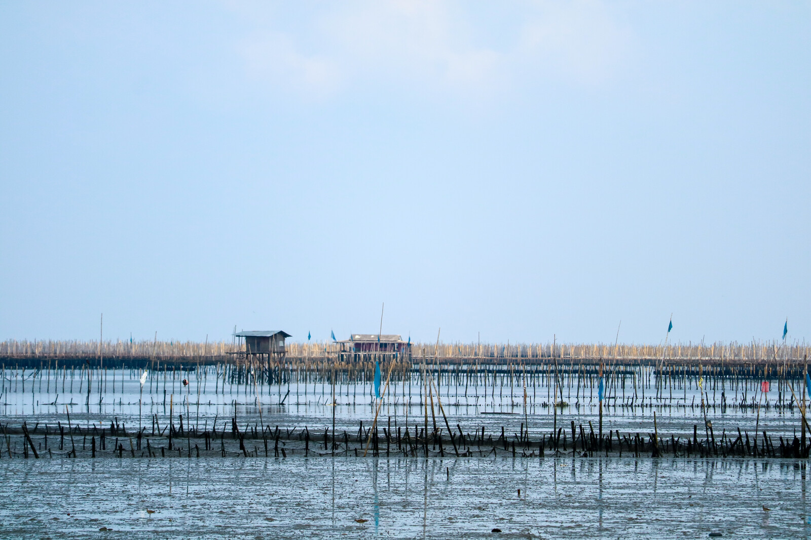 Mussel culture